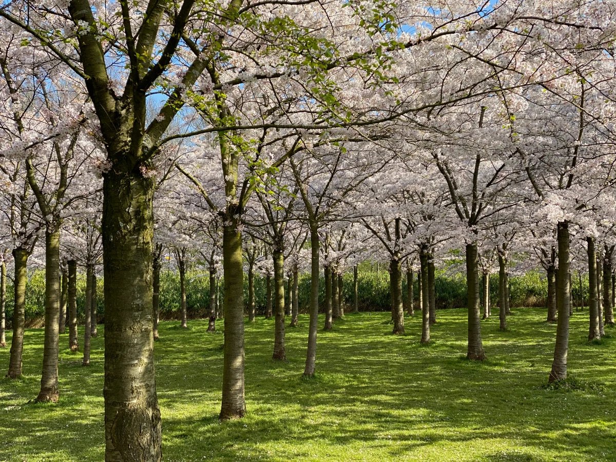 Field of cherry blossom trees in full bloom with shaded lawn beneath the trees