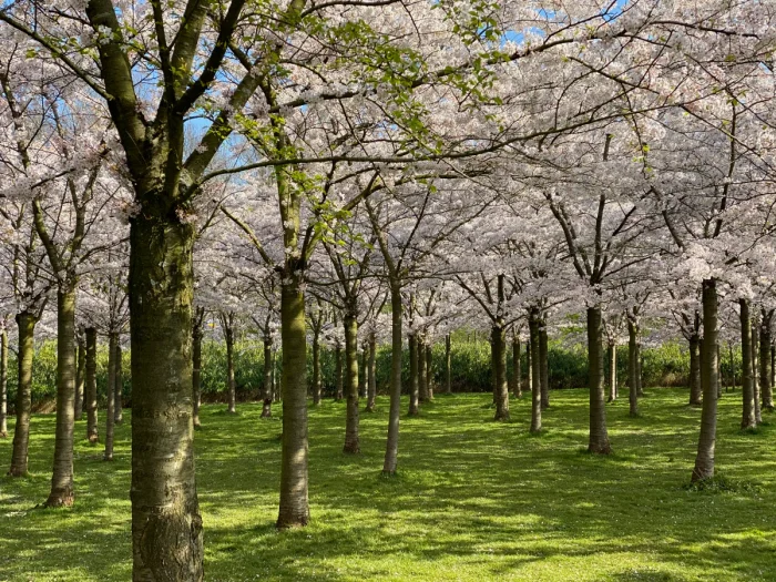 Field of cherry blossom trees in full bloom with shaded lawn beneath the trees