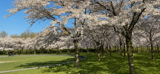 Bloesempark