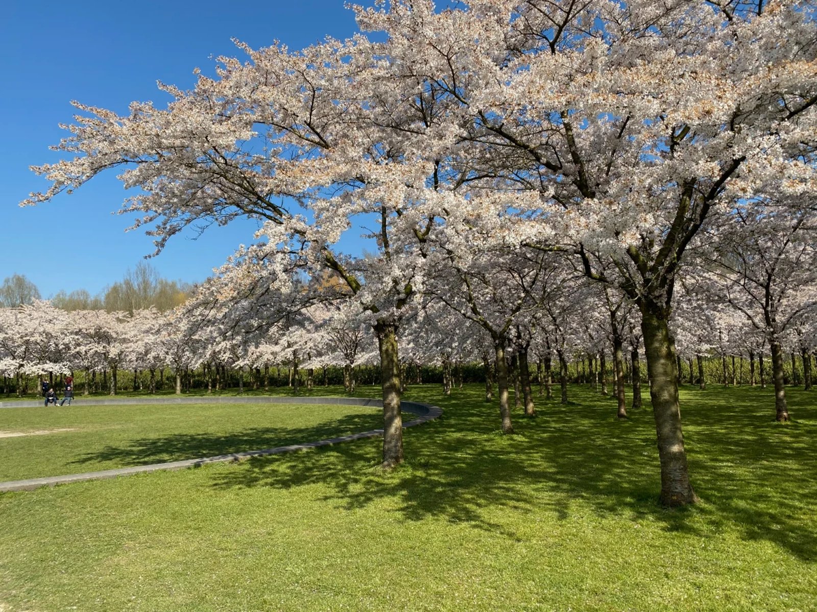 Cherry blossom trees with white and pink flowers with grassy lawn and sunshine