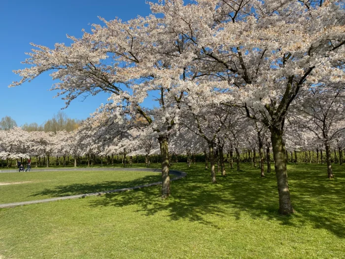 Cherry blossom trees with white and pink flowers with grassy lawn and sunshine