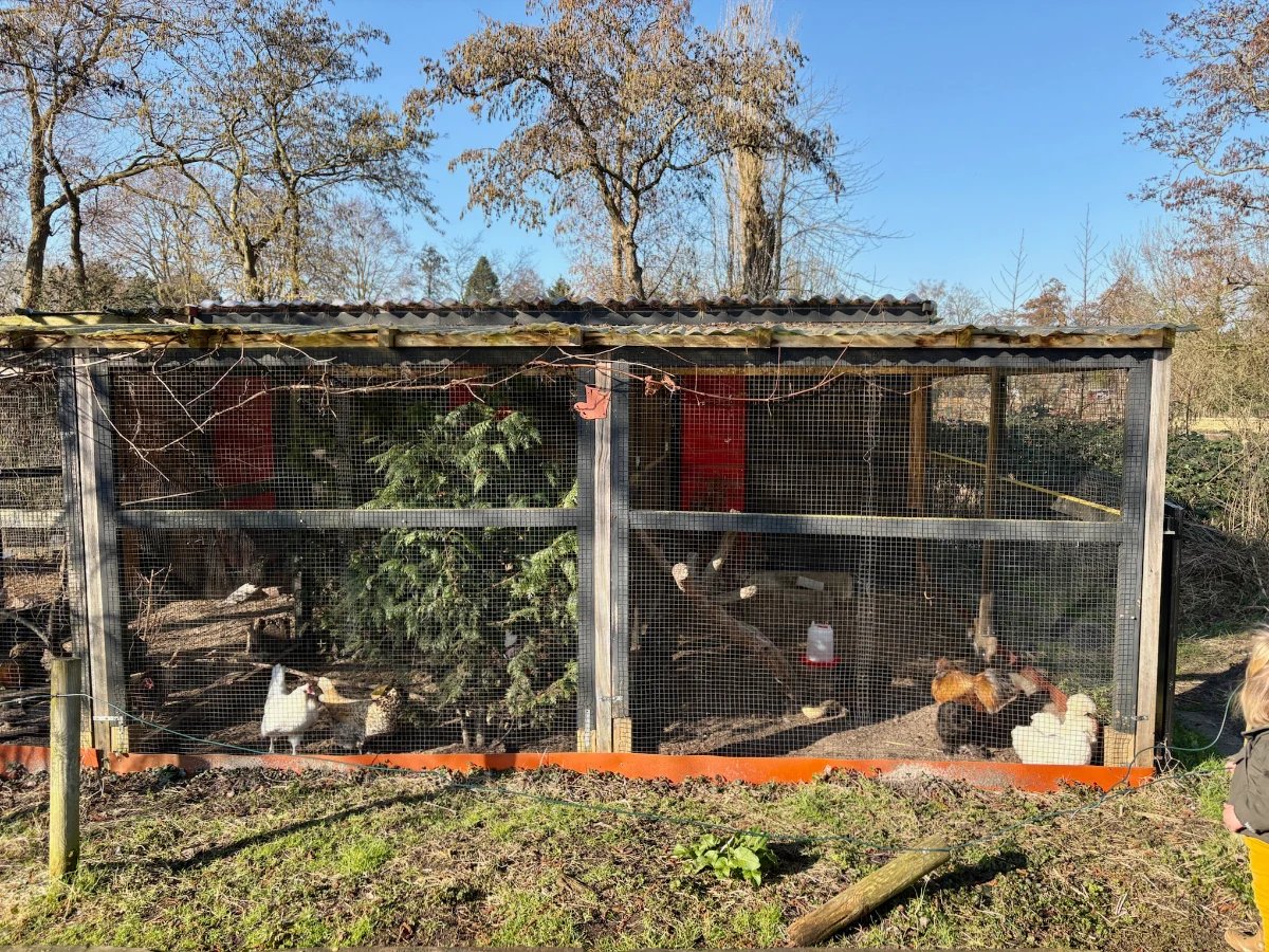 Chicken coop with white and brown chickens inside