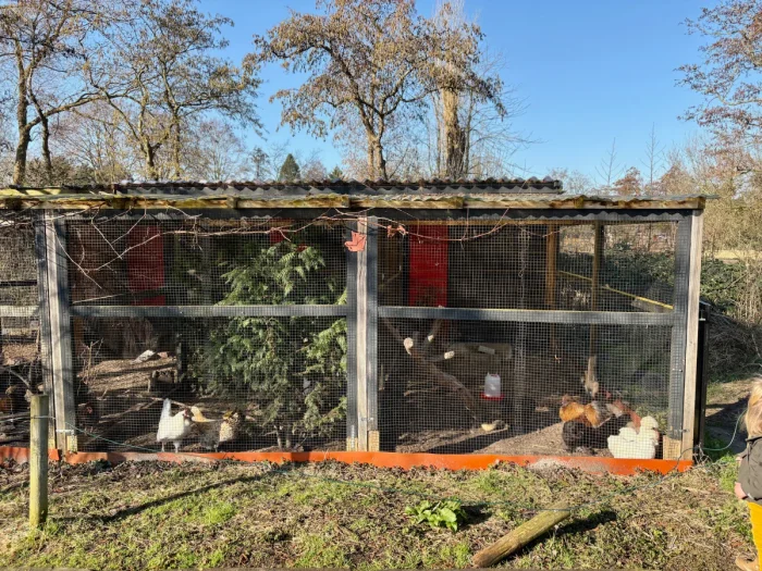 Chicken coop with white and brown chickens inside