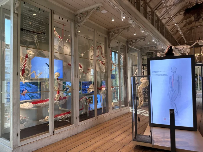 Display cabinet showcasing skeletons of different species alongside a screen of a human skeleton