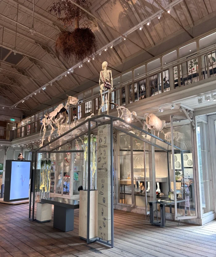 Double height space in a natural history museum with enclosed exhibition space and skeletons on display on top