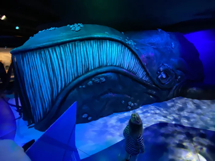 Toddler looking at giant whale museum display with theatrical blue lighting