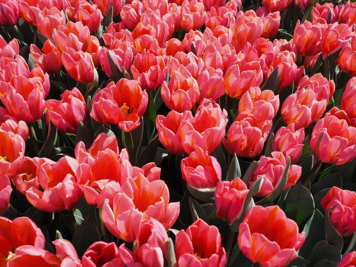 Hot pink tulips on a sunny day
