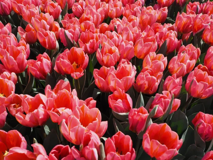 Hot pink tulips on a sunny day