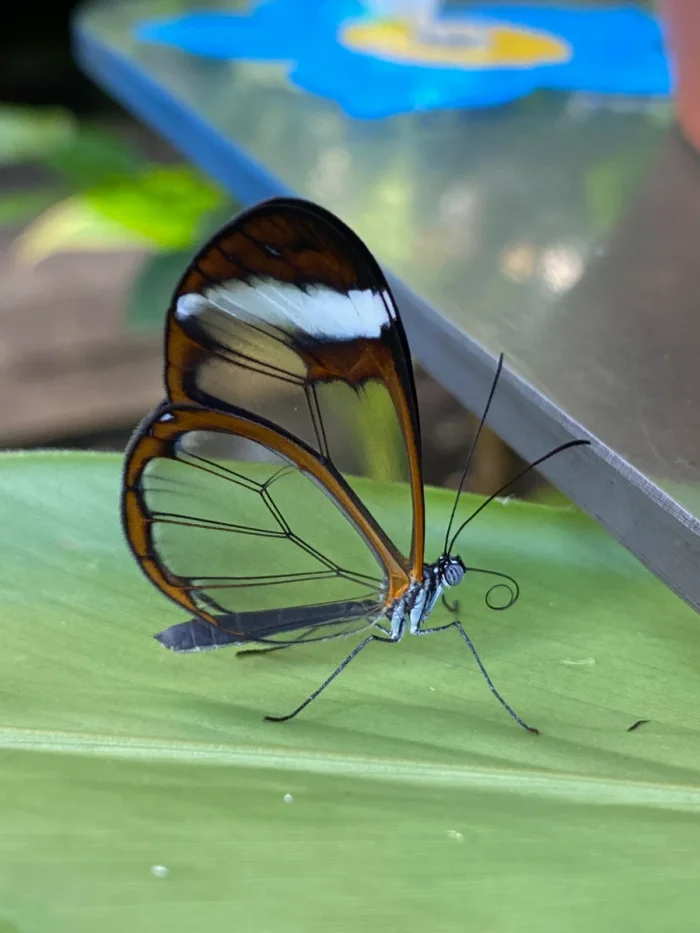 Butterfly with glass wings and blue accents on leaf