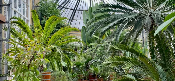 Hortus Botanicus