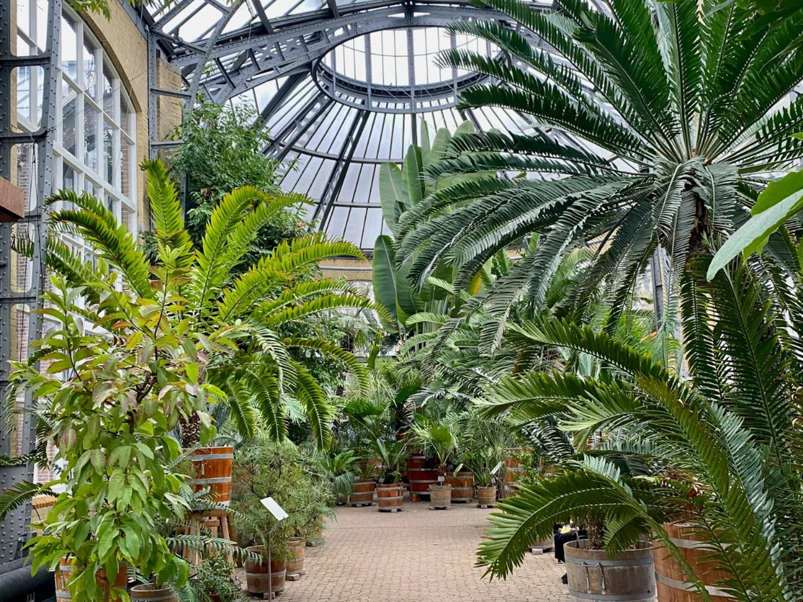 Greenhouse filled with different varieties of palms