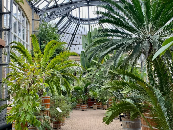 Greenhouse filled with different varieties of palms