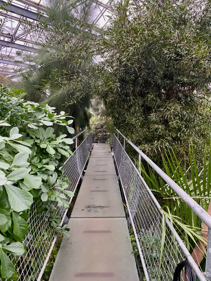 Metal catwalk through tropical greenhouse