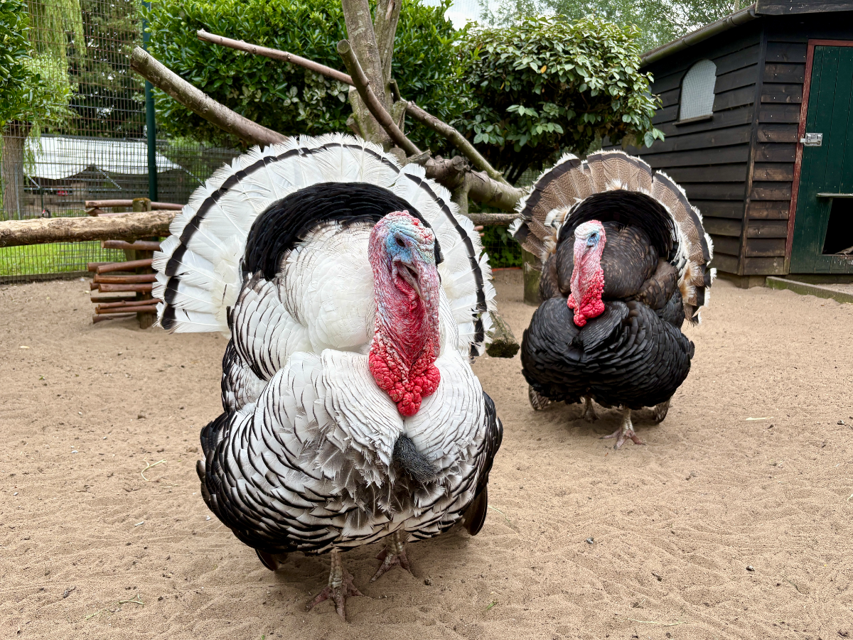 Children's Farm De Bijlmerweide