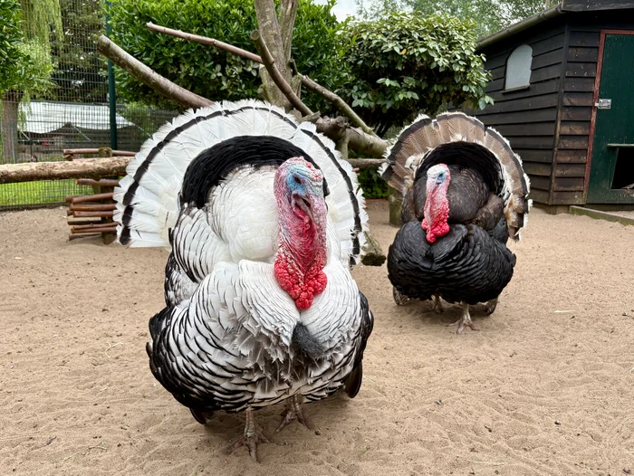 Children's Farm De Bijlmerweide