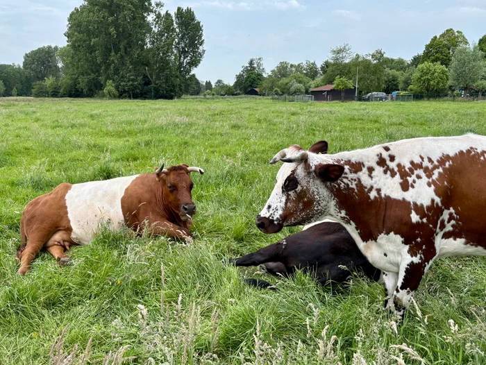 Children's Farm De Bijlmerweide