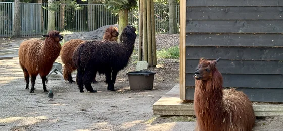 Kinderboerderij Amstelpark