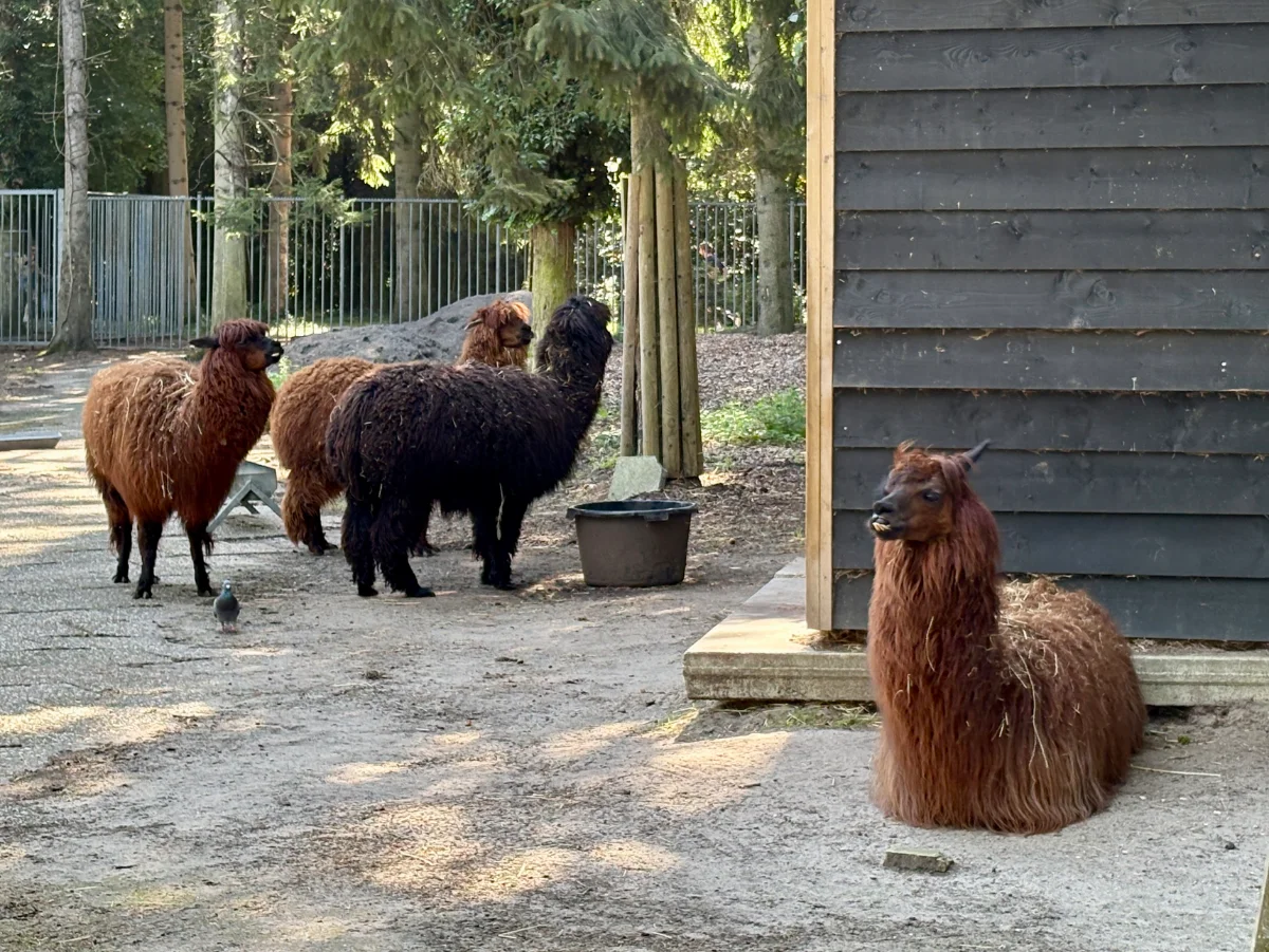 Kinderboerderij Amstelpark