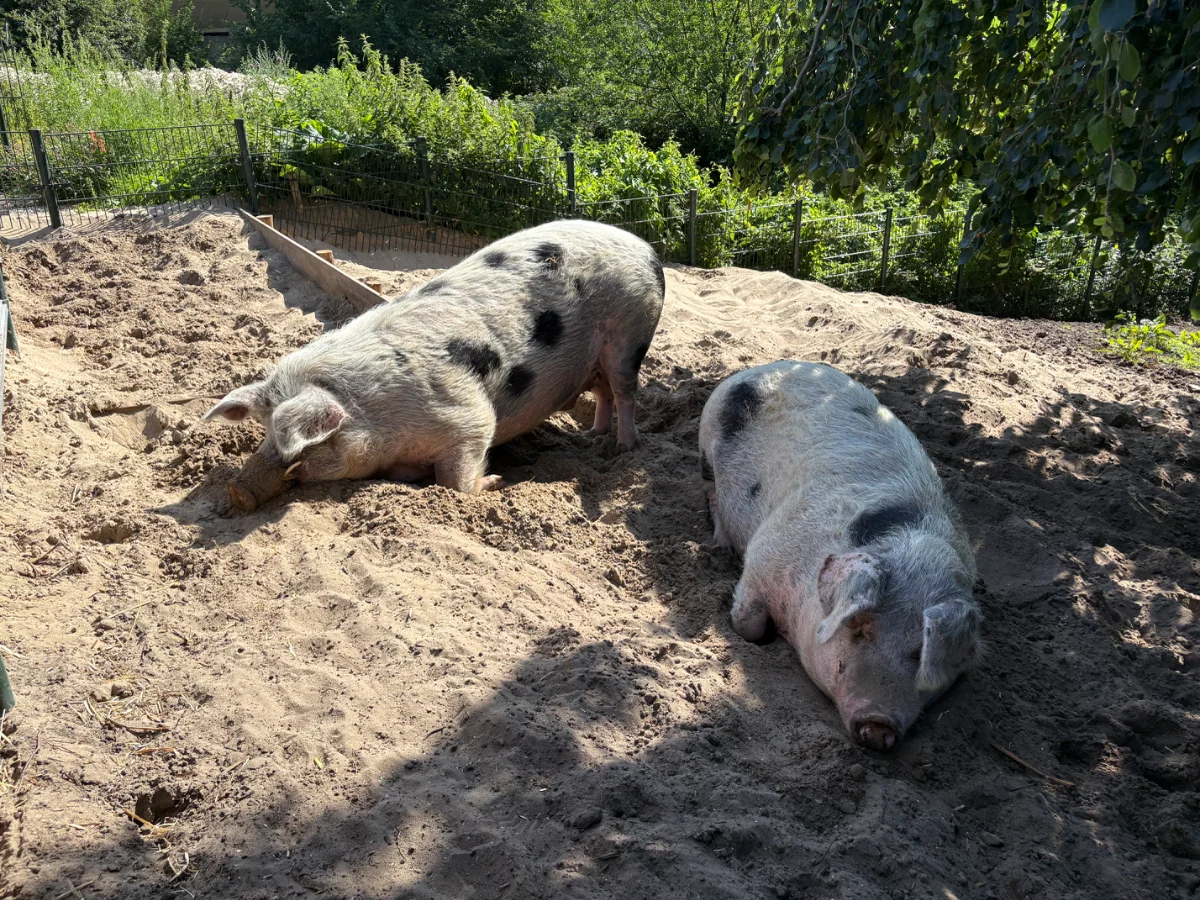 Kinderboerderij Amstelpark
