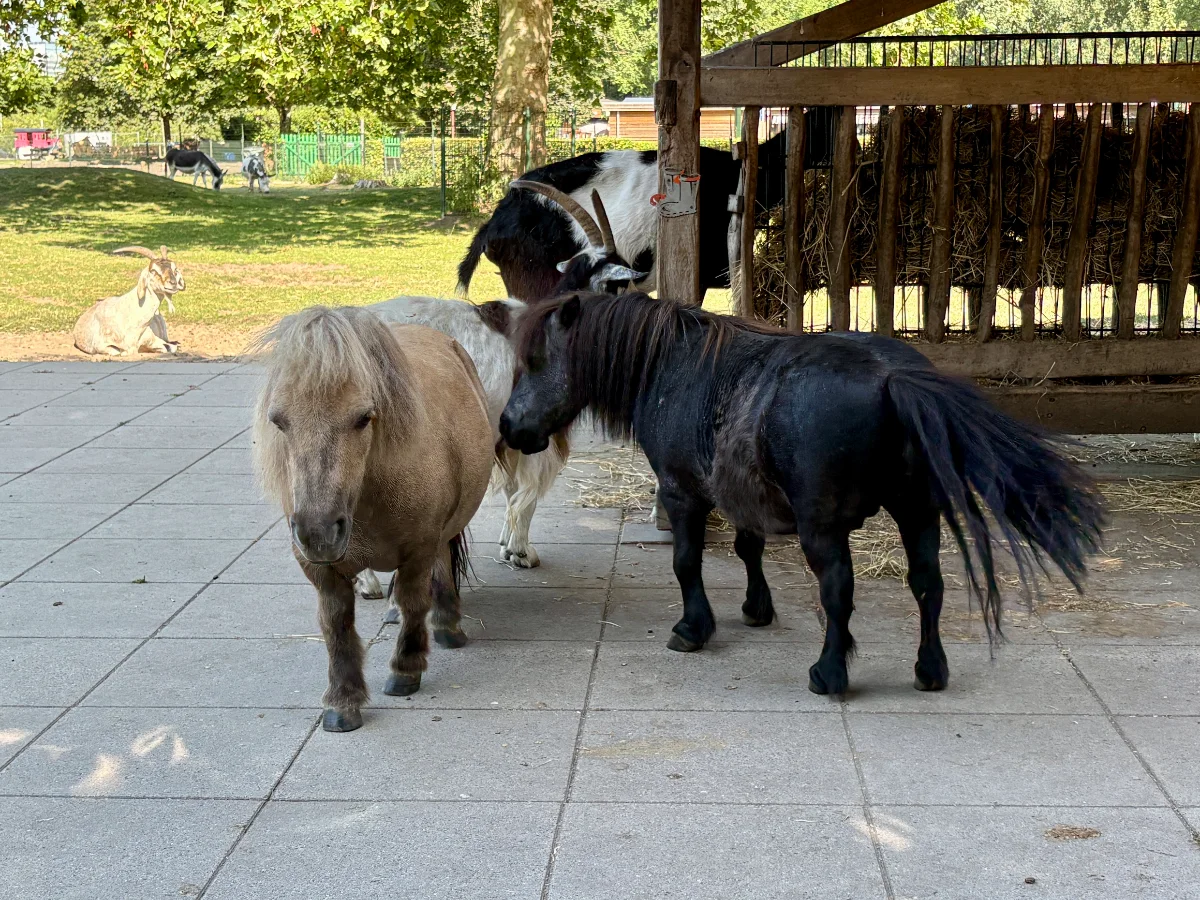 Kinderboerderij Amstelpark