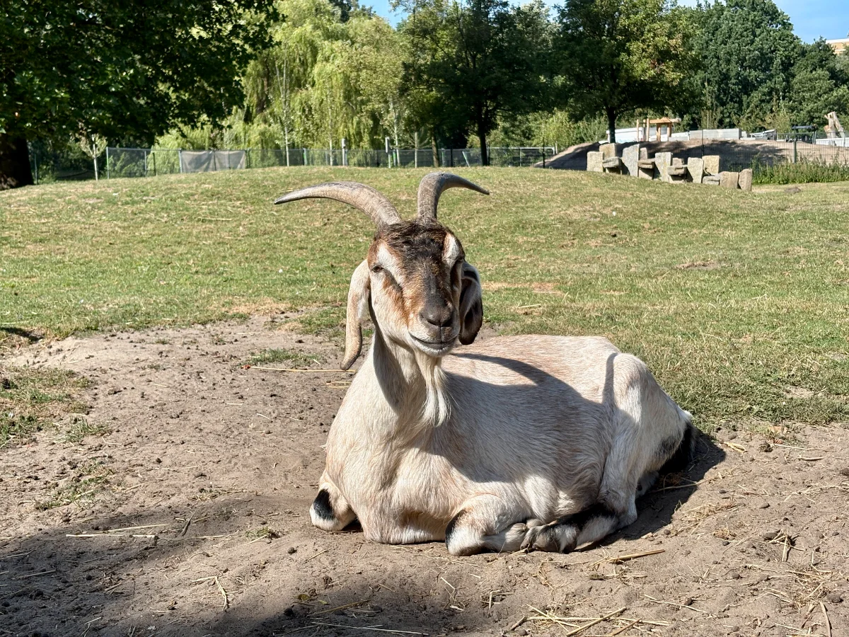 Kinderboerderij Amstelpark