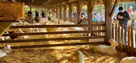 Goatfarm Ridammerhoeve