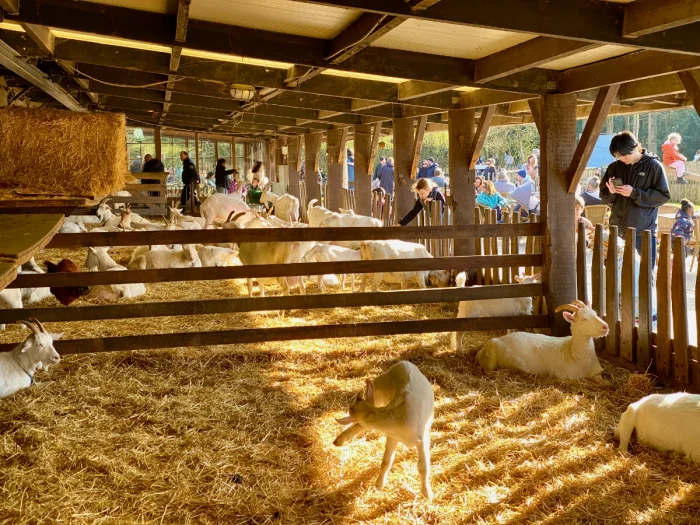 Goats in a barn sleeping on hay while visitors watch and take photos