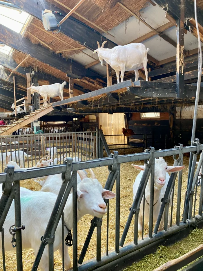 Inside of a barn with goats walking on loft and sticking their heads through the fence