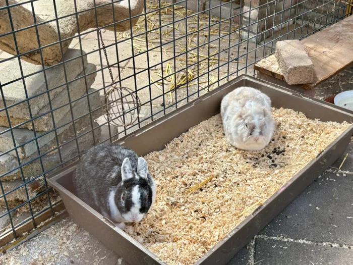 Black and brown rabbits in a sawdust box in a rabbit hutch