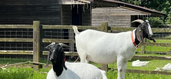 Stepney City Farm