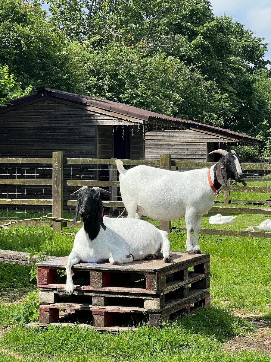 Stepney City Farm