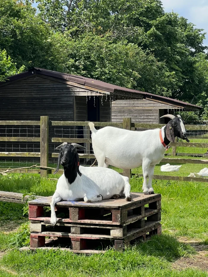 Stepney City Farm