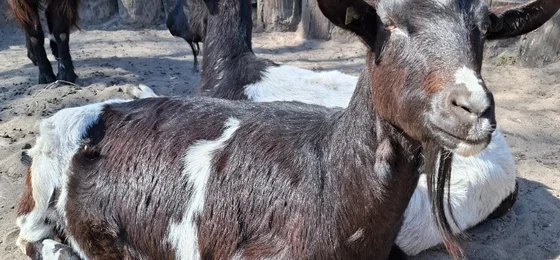 Kinderboerderij ‘t Molentje