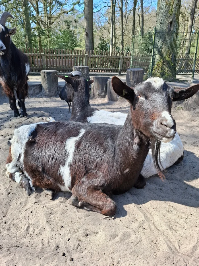 Kinderboerderij ‘t Molentje