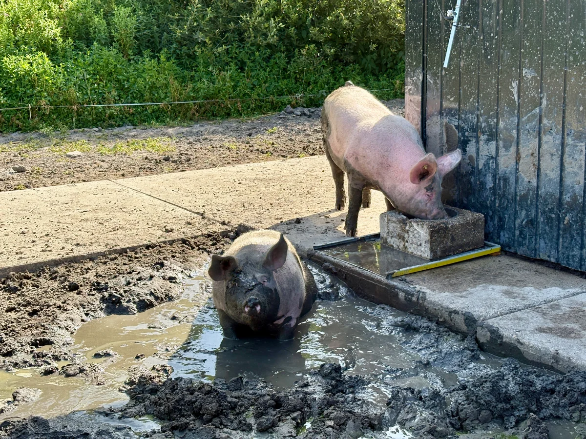 Boerderij Zorgvrij
