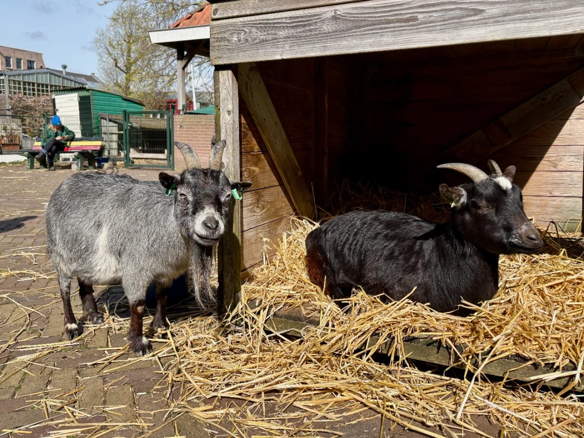 A grey and black goat rest in the sunshine on hay