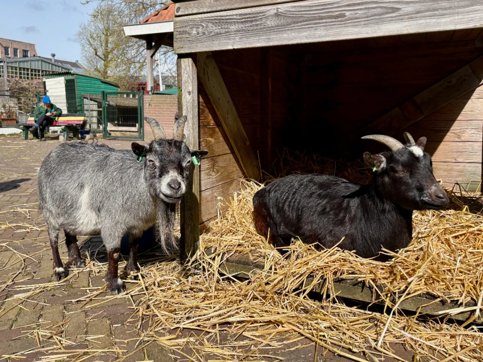 A grey and black goat rest in the sunshine on hay