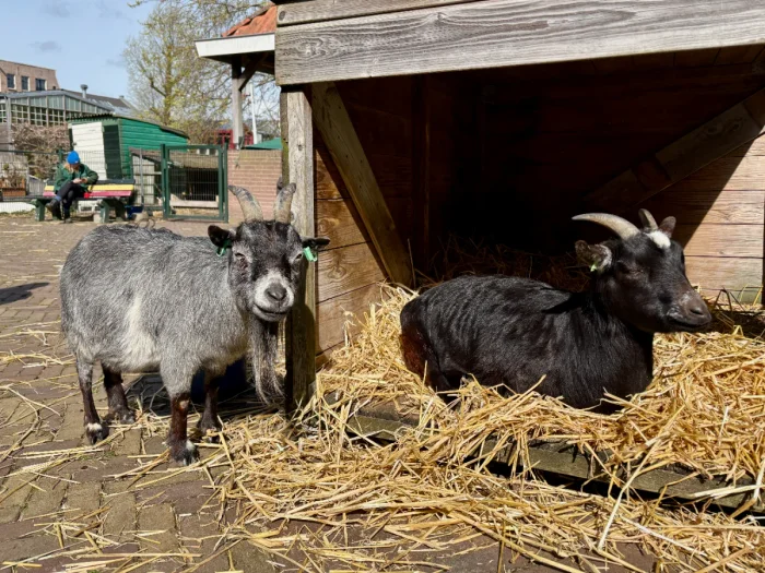 A grey and black goat rest in the sunshine on hay