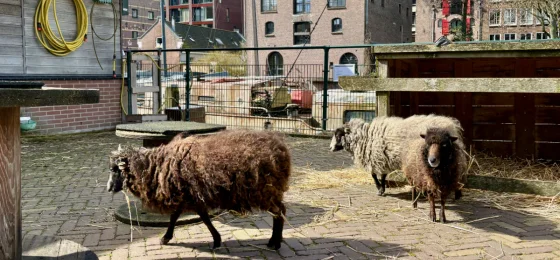 Stichting De Dierencapel