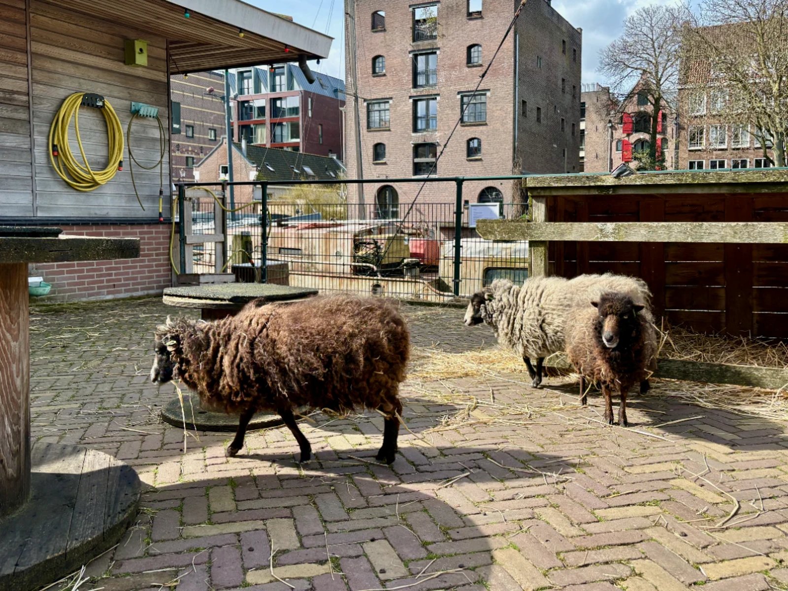 Brown and white woolly sheep at an urban children's farm