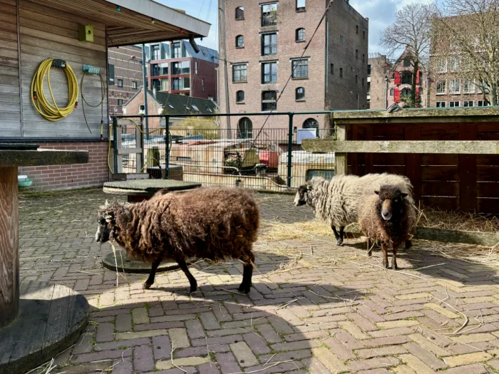 Brown and white woolly sheep at an urban children's farm