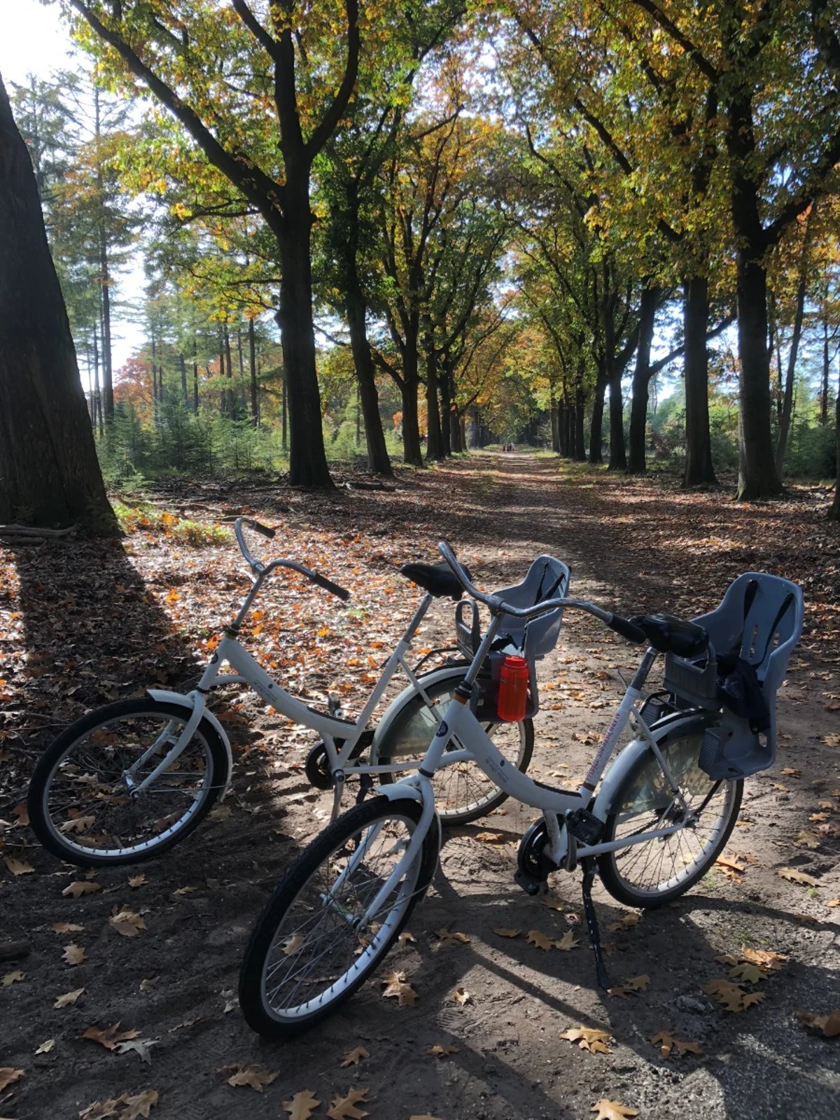 Two white bikes with children's seats on shaded, leafy bike path and forest trees