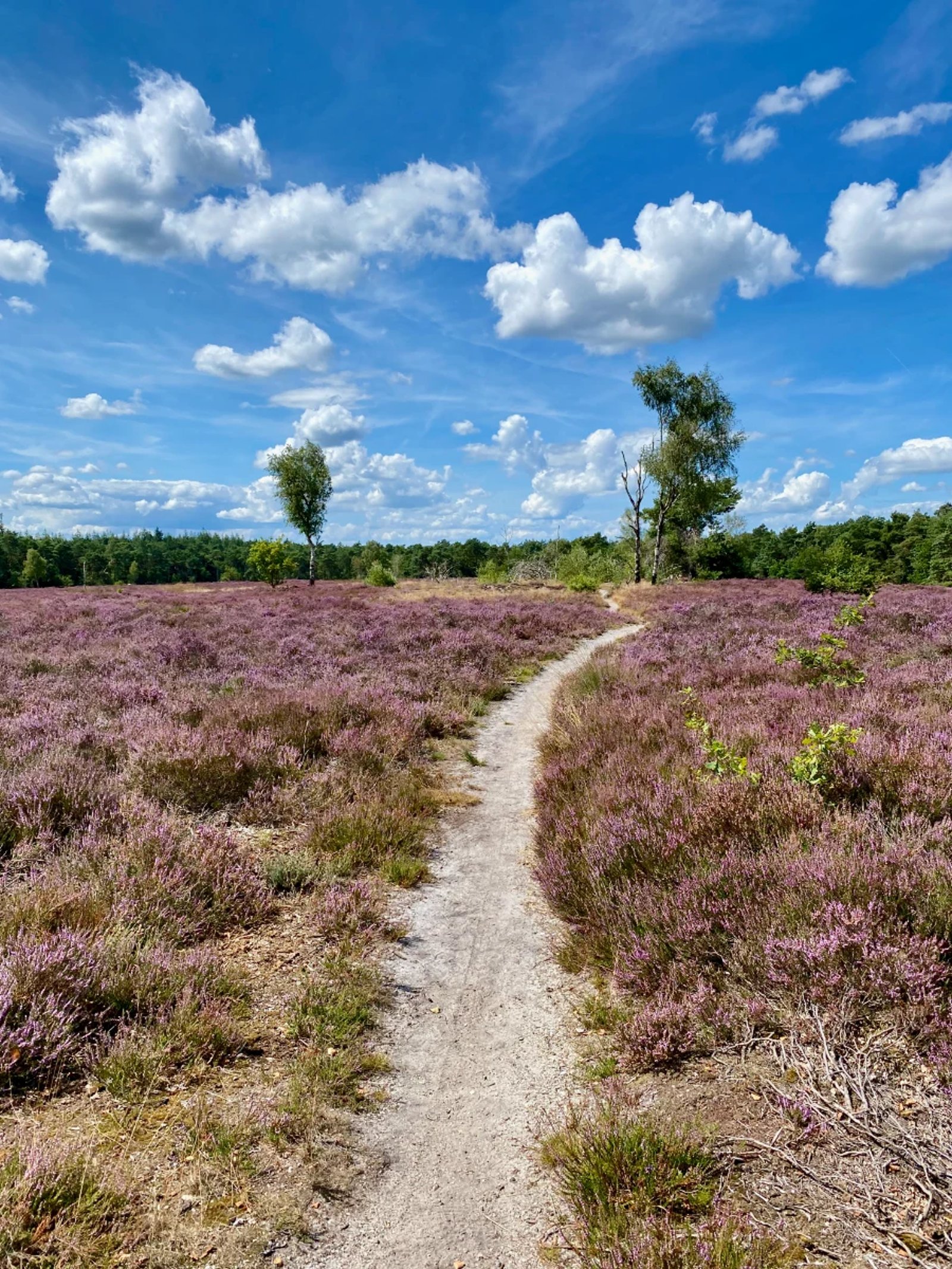 Path through heathland with purple flowers blooming, blue skies, and trees in the distance