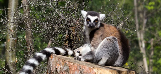 London Zoo