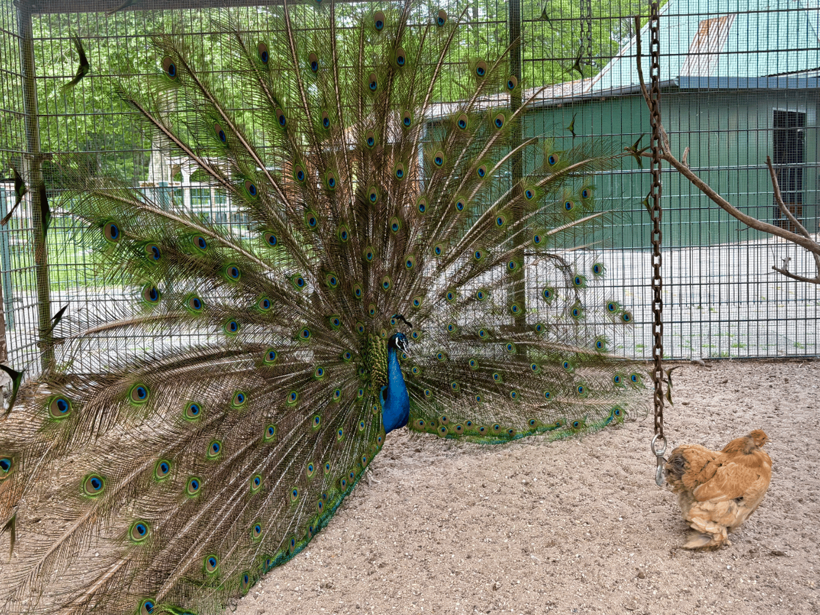 Kinderboerderij 't Brinkie