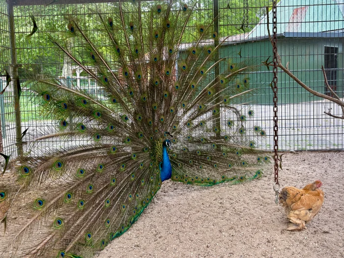 Kinderboerderij 't Brinkie