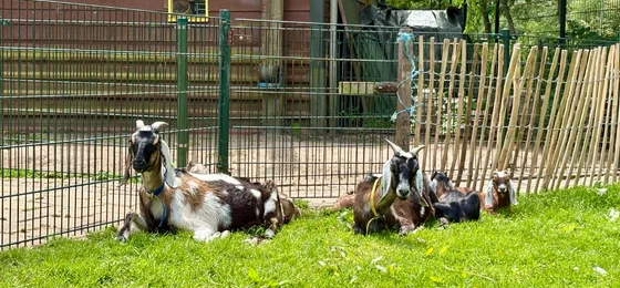 Kinderboerderij 't Brinkie