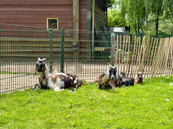Kinderboerderij 't Brinkie