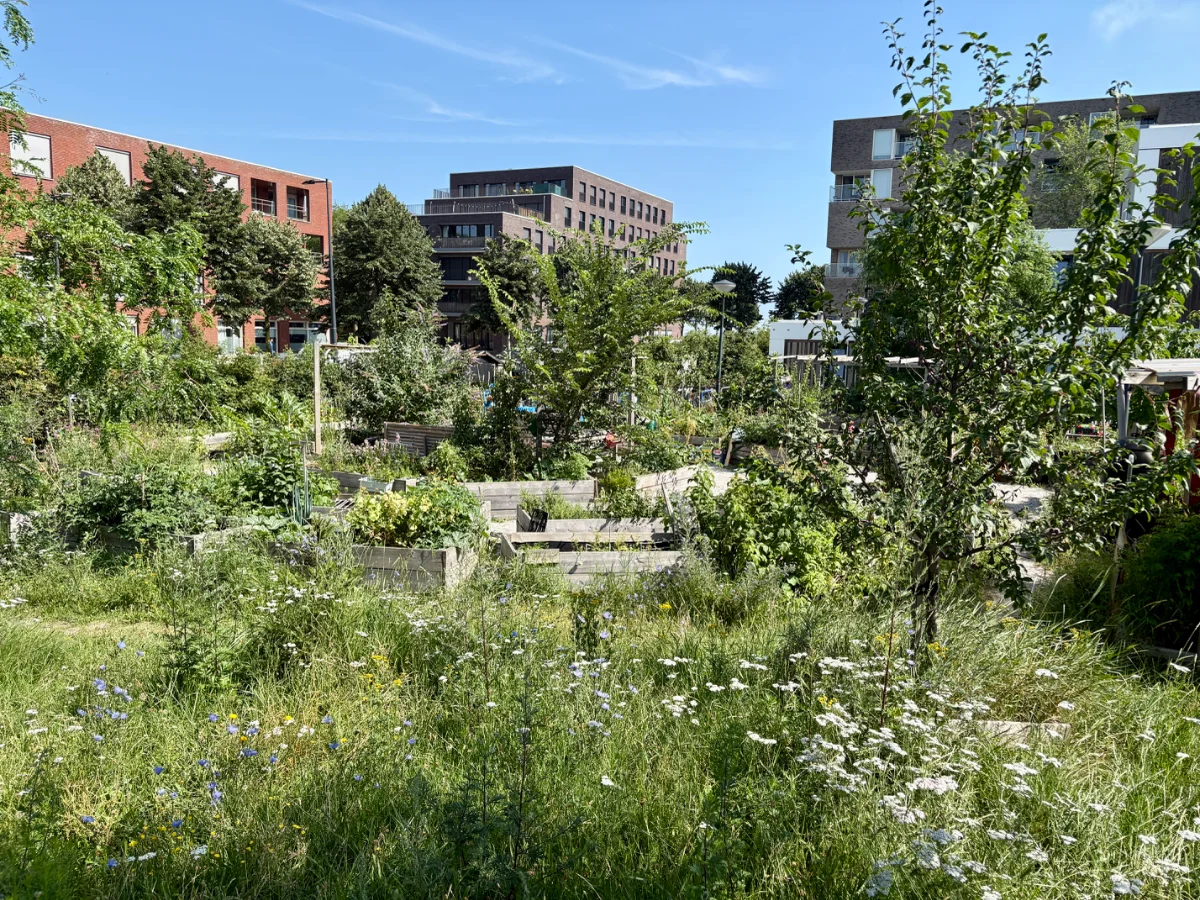 Speeltuin Haveneiland