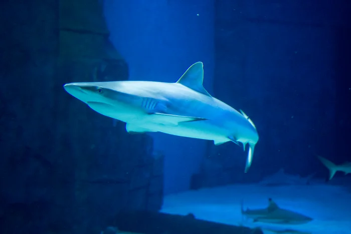 SEA LIFE London Aquarium